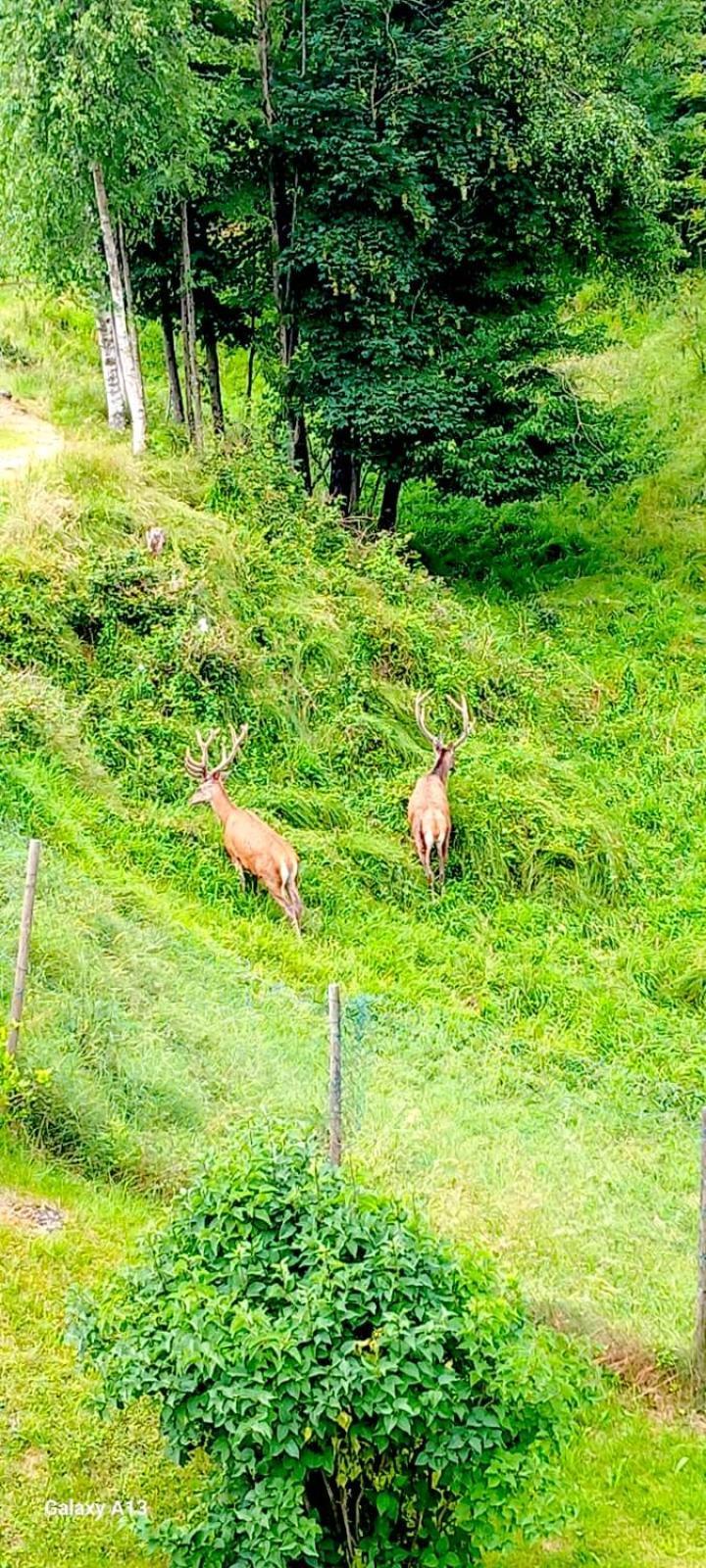 Cascina Del Galin Leilighet Lanzo dʼIntelvi Eksteriør bilde
